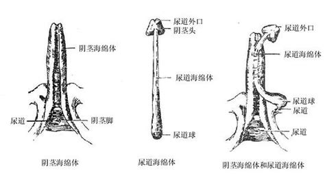 陰莖擺放位置|人體解剖學/男性生殖器